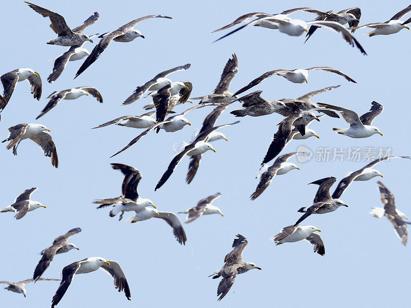 一群海带海鸥迎着蓝天飞翔