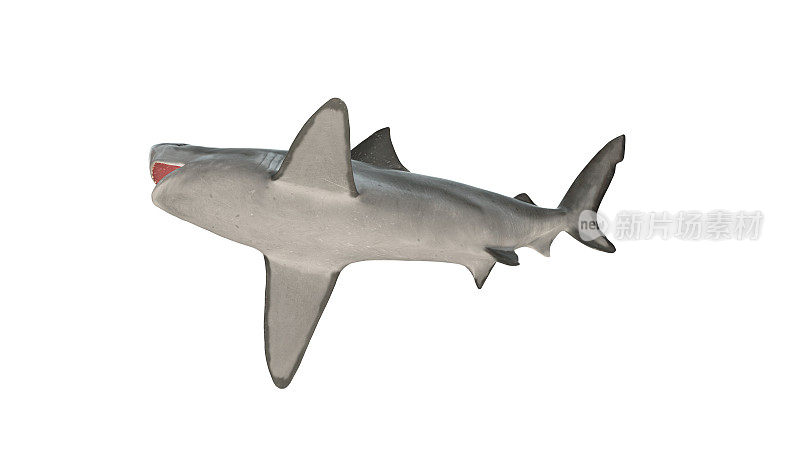 牛鲨孤立在白色背景切出准备从底部3d渲染视图