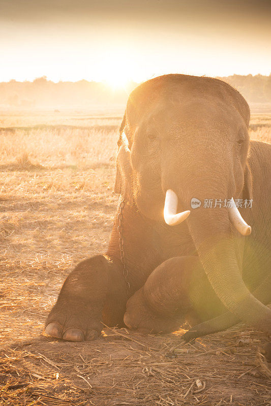 大象在日出的热带雨林稻田里行走