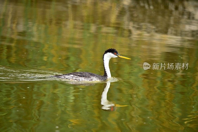 西方水鸟游泳