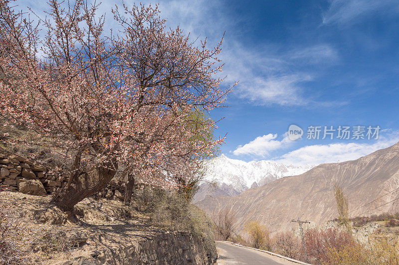 自然风景沿着喀喇昆仑山在罕萨山谷与樱花盛开的秋天巴基斯坦