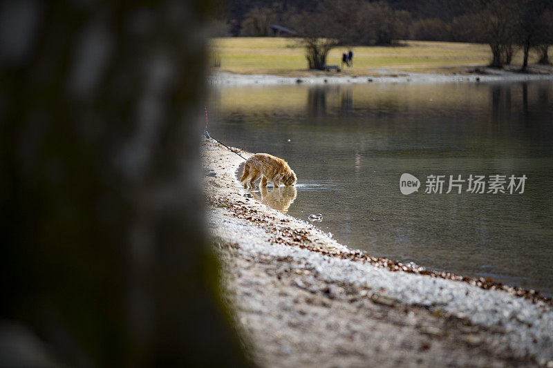 斯洛文尼亚Triglav国家公园，一只狗在Bohinj湖饮水