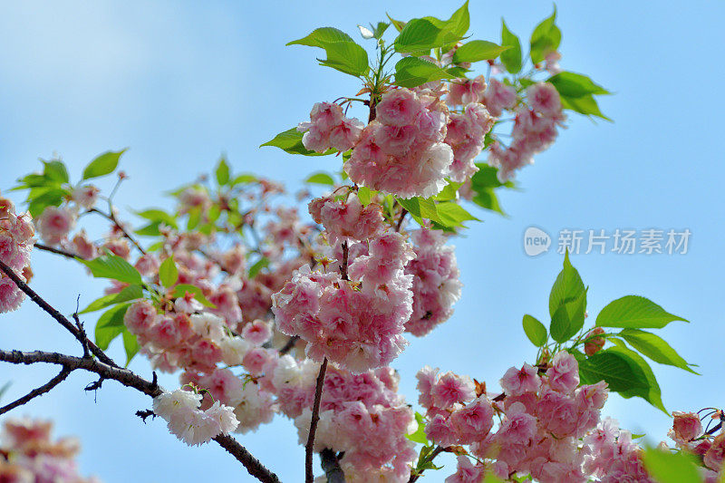 重瓣樱花