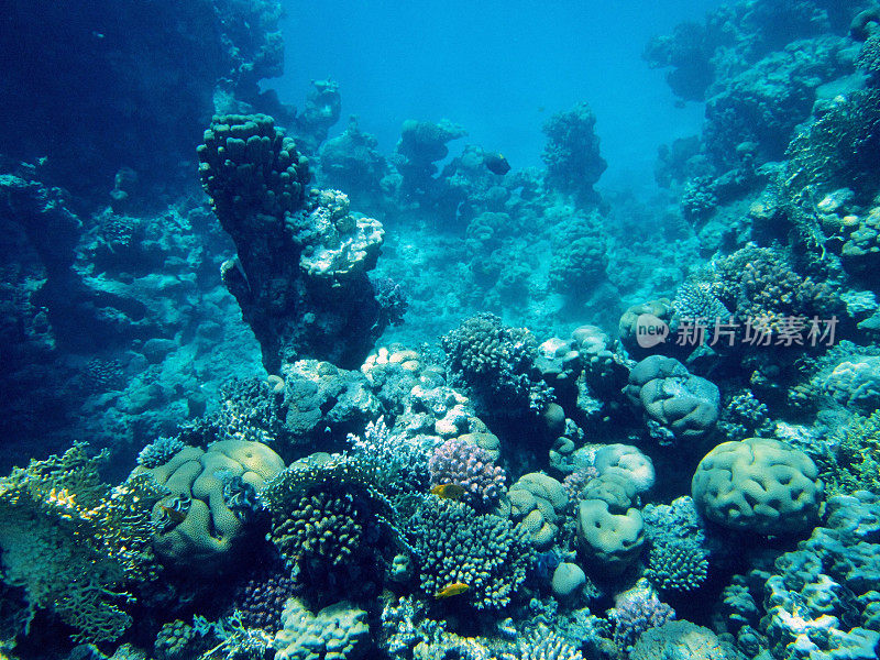 海底景观红海，珊瑚礁，蓝色的海水，自然光