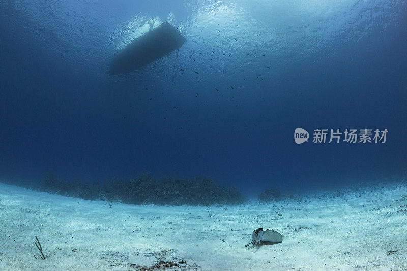 南方黄貂鱼，一种棒杰克鱼和一艘航海船