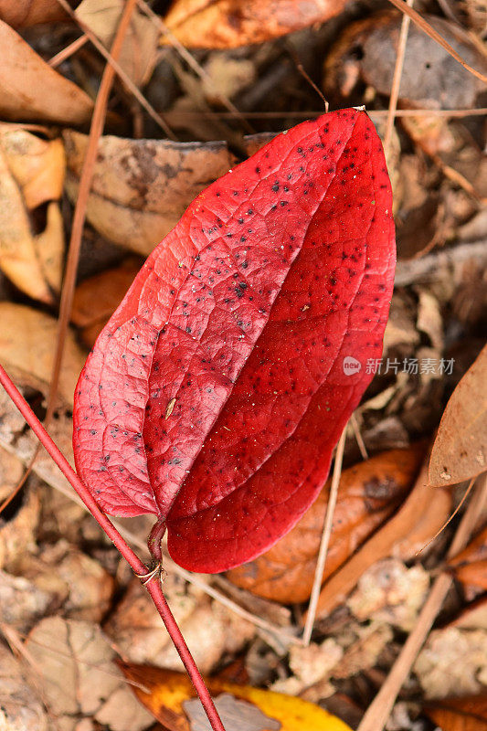 垂直拍摄的红菝葜叶凋落物
