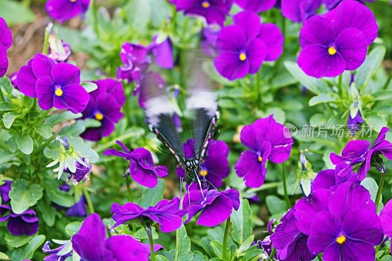 黑粉蝶上紫花图案-花坛休闲景观