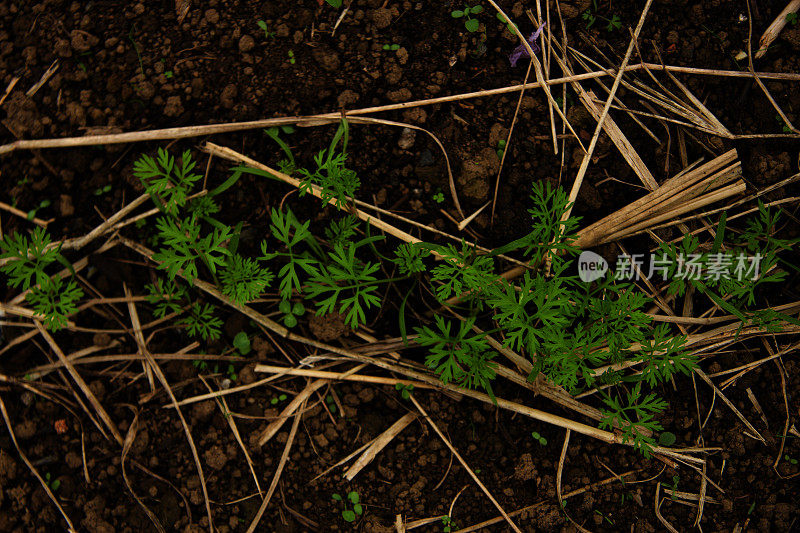 有机蔬菜幼苗在花园里生长