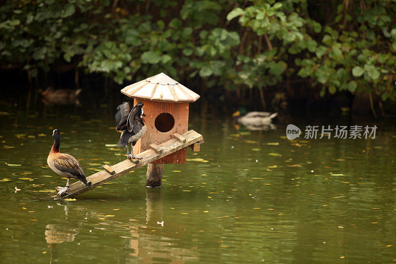 湖上的鹅