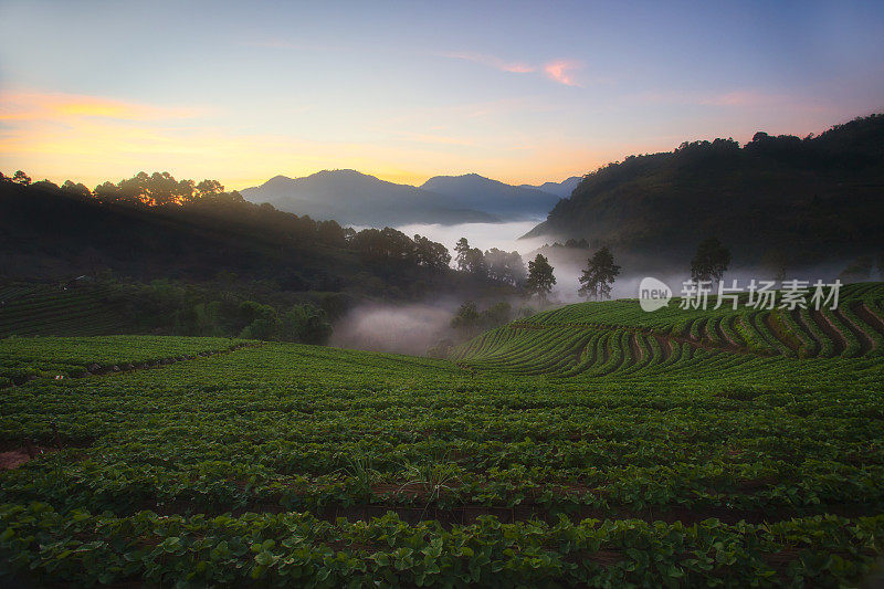 泰国清迈草莓种植园的早晨与雾山在泰国清迈。