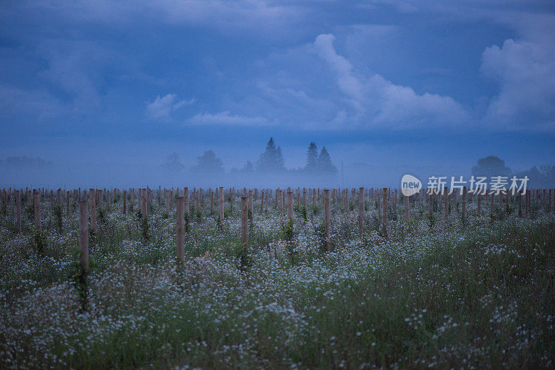 黄昏时分雾蒙蒙的果园