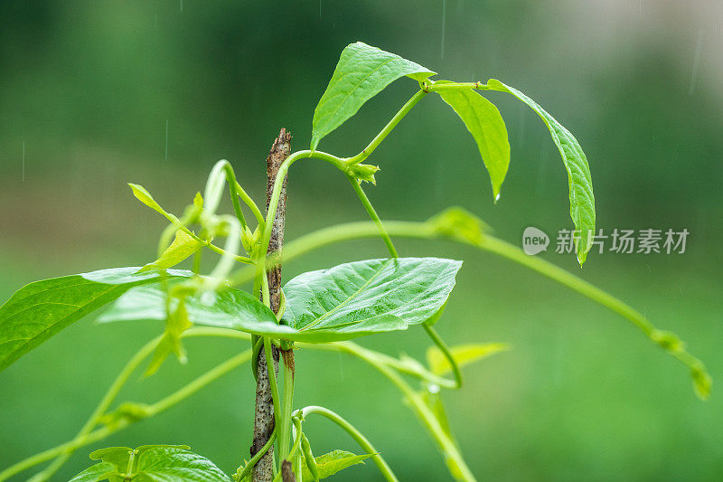 豇豆植物