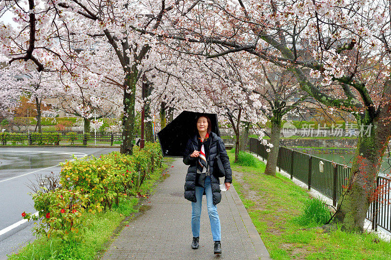 一名日本妇女在京都的雨天里欣赏樱花