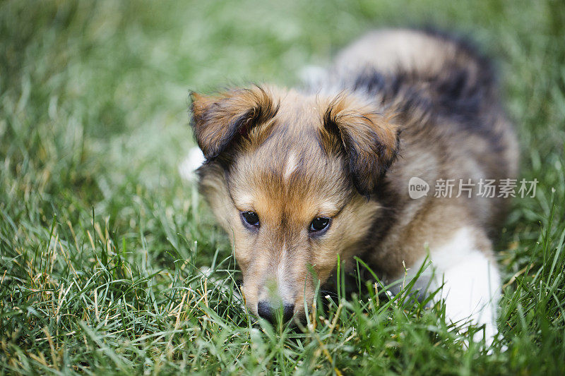 小狗喜乐蒂牧羊犬