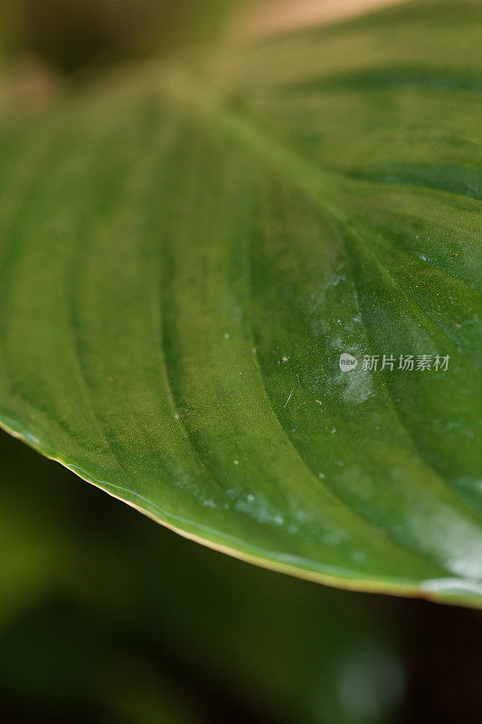 在明亮的自然光下，一株和平百合(Spathiphyllum)植物的绿叶茂盛，白色的Spadix被罕见的双Spathe包围