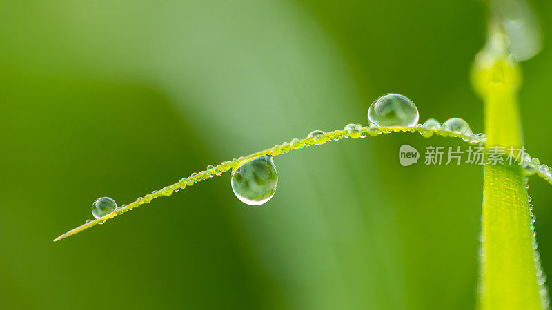 露水滴在稻叶上，稻花从种子开花