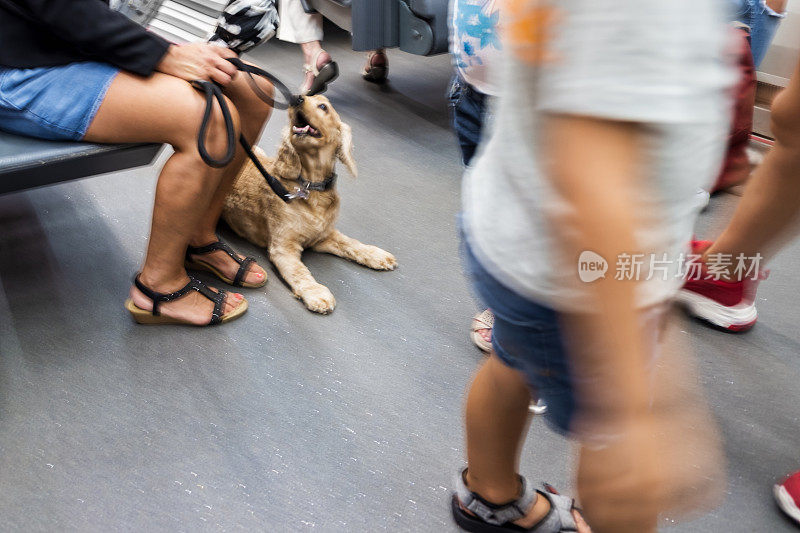 狗在地铁