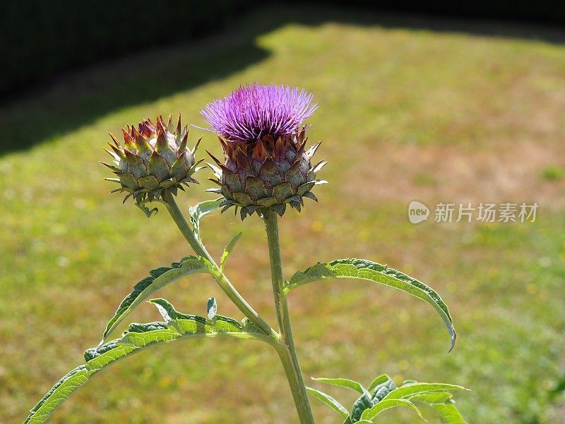 蔬菜园里的洋蓟。