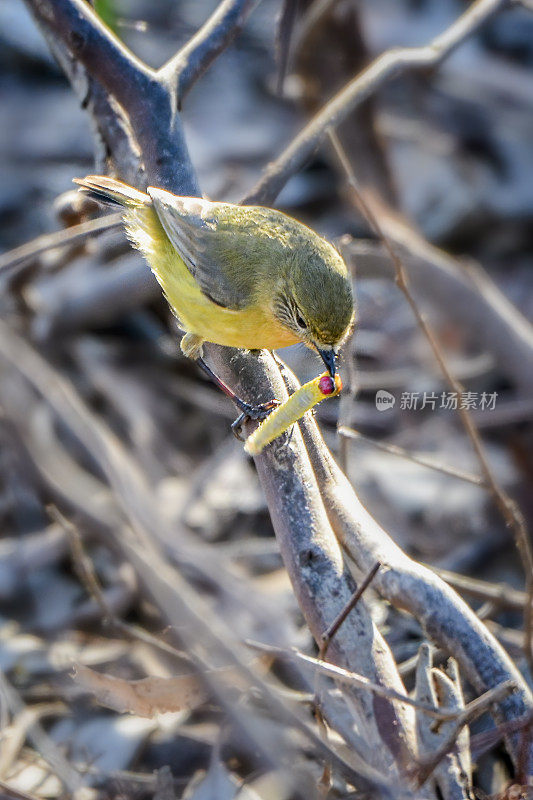 黄色的残余Thornbill