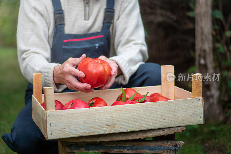 男性农民抱着大的和有机新鲜采摘的有机番茄