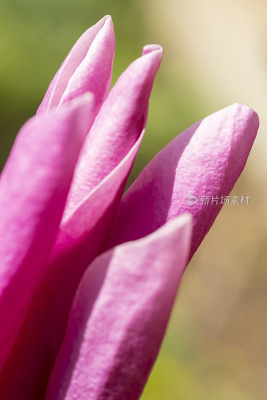 特写的紫木兰花