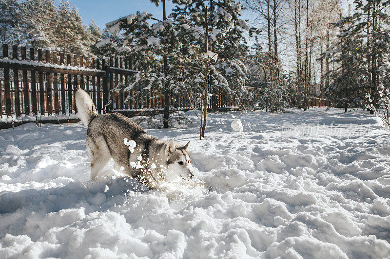 哈士奇狗抓雪球