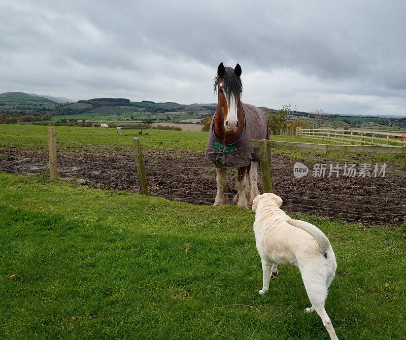 拉布拉多寻回犬和克莱兹代尔犬