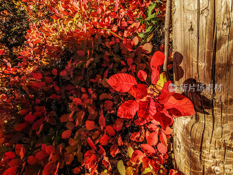 红烟树的叶子在晴朗的秋日