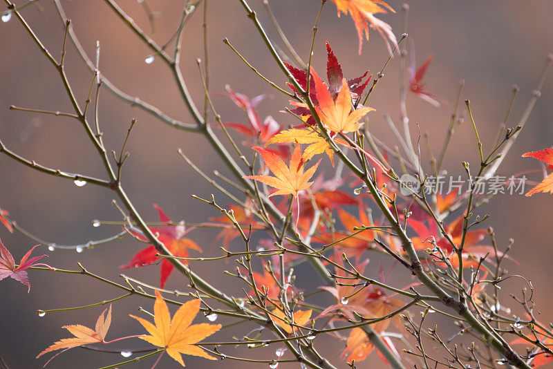 初冬日本枫树的叶子