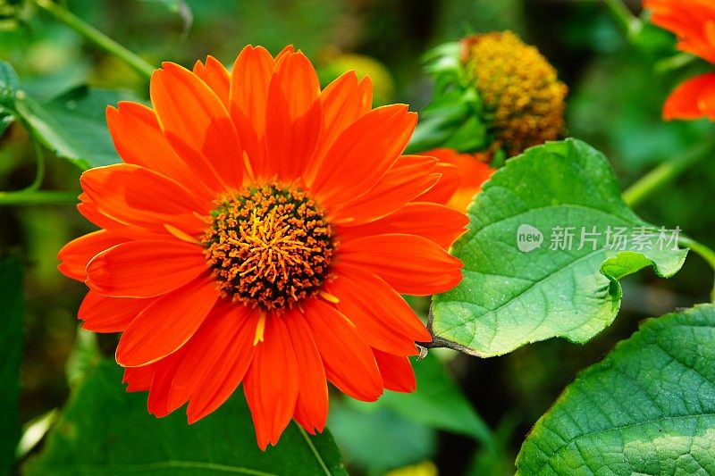 Zinnia线虫花