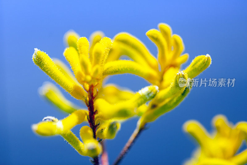 袋鼠爪黄花，微距，蓝色背景与复制空间