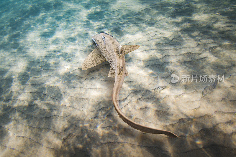 斑点豹鲨沿着沙底游动