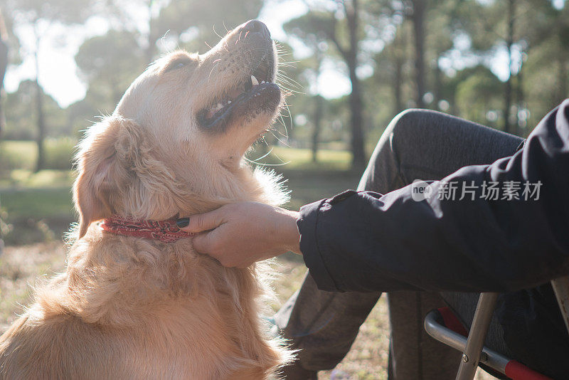 年轻女子享受秋天与她的金毛猎犬在森林。