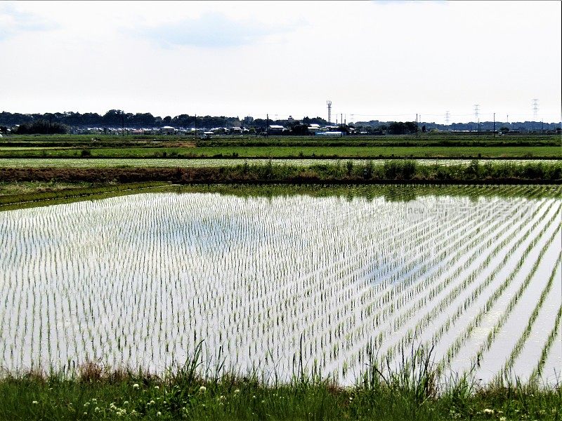 日本的稻田。