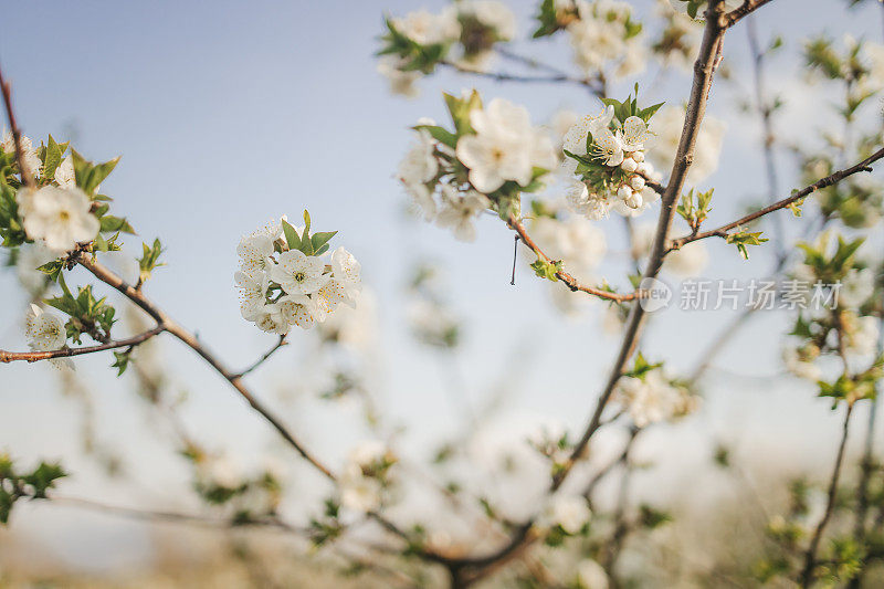 近距离的树上绽放着花朵