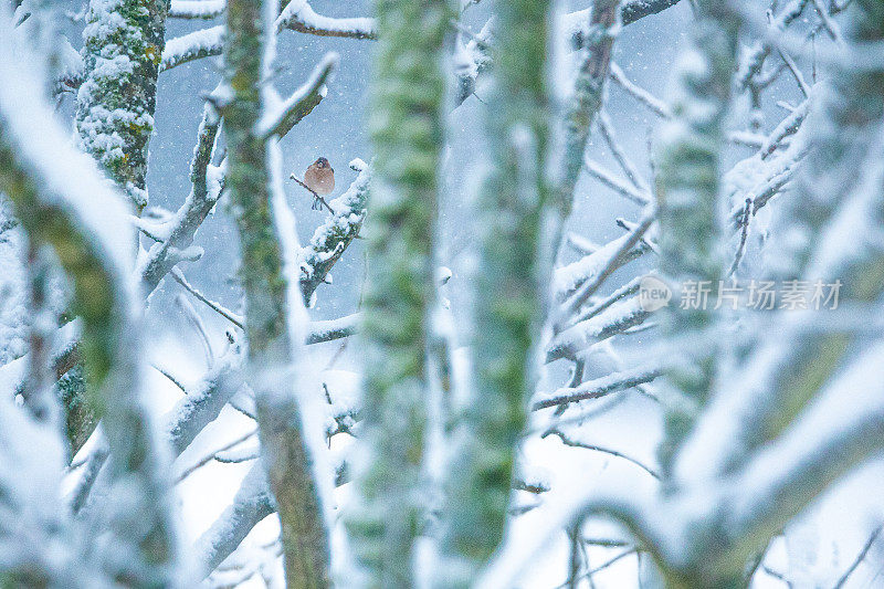 山雀坐在森林里白雪覆盖的树枝上