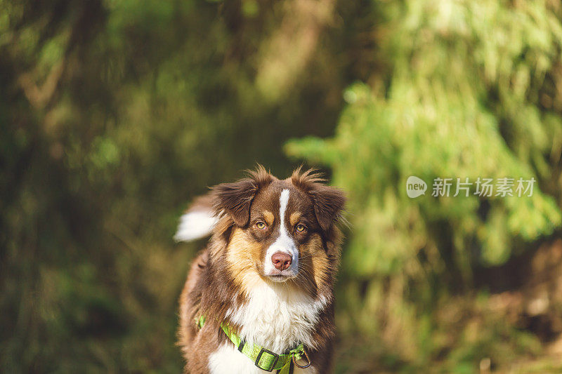 在一个阳光明媚的日子里，在?ngg?rdsbergen哥德堡有雪的树林里的澳大利亚牧羊人