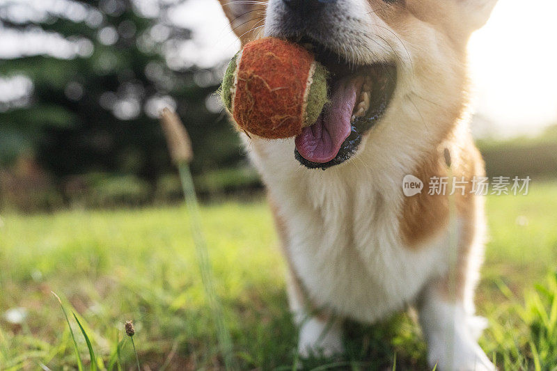 可爱顽皮的威尔士柯基狗玩球