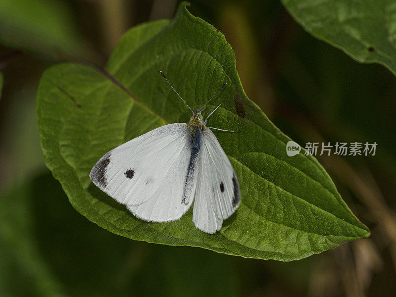 绿色背景的白蝴蝶俄勒冈州威拉米特山谷