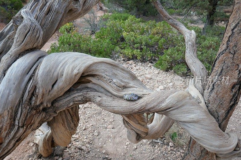 在沙漠气候下扭曲的枯树，顶部有仁慈的岩石
