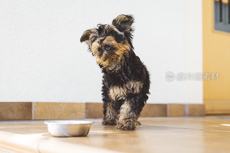 饥饿的约克郡小猎犬正在吃他的晚餐