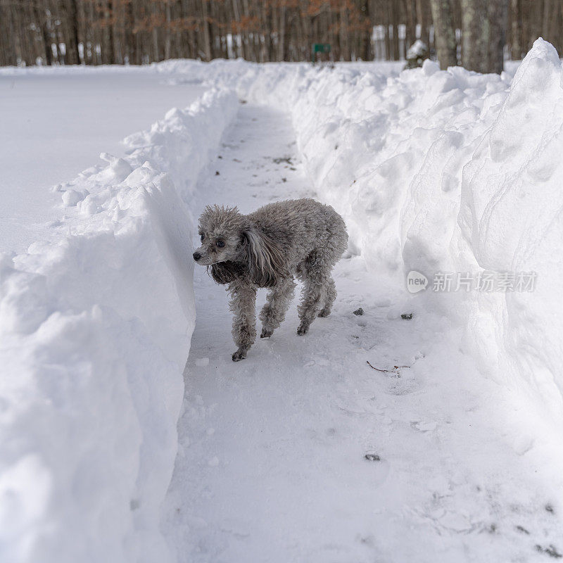 一场暴风雪过后，迷你玩具Poddle狗正在刚刚清扫过的车道上嗅雪。