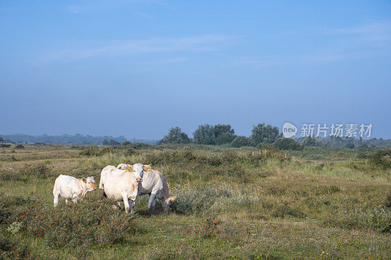 阳光明媚的夏日早晨，牛群在沙丘上吃草