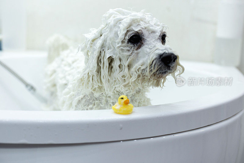 小白犬品种卷毛比雄在美容沙龙洗澡。宠物护理