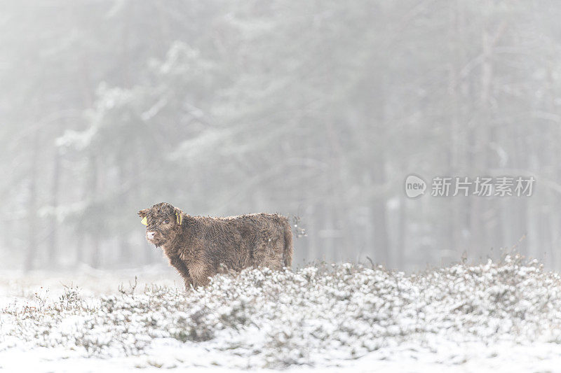 雪地里的苏格兰高地小牛的肖像