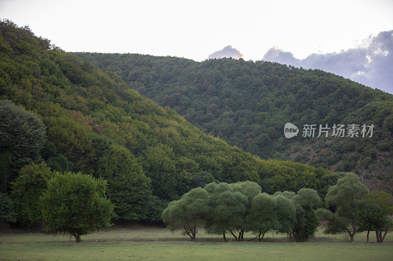 山坡上的常绿森林