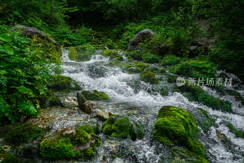 森林中的河流源头