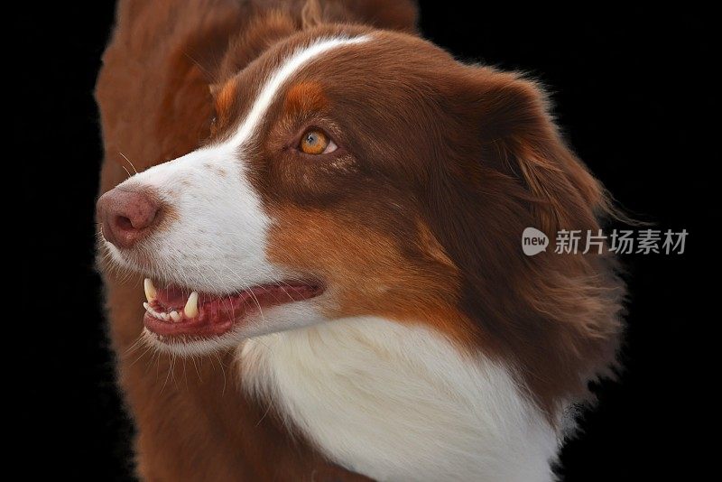 澳大利亚牧羊犬侧面视图黑色背景