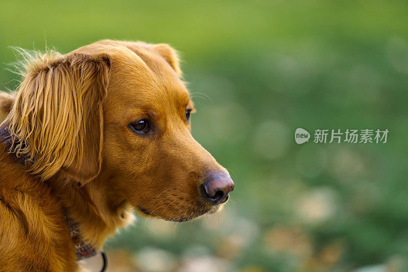 金毛猎犬侧面肖像