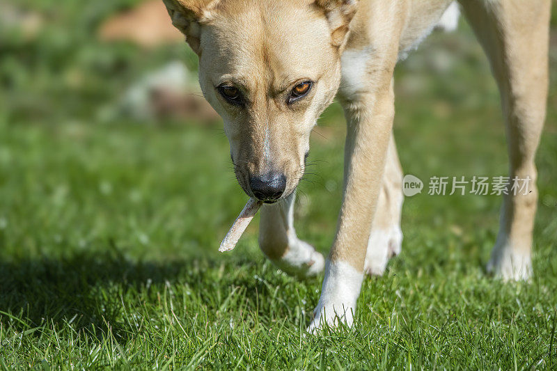 野狗(犬类狼疮野狗)